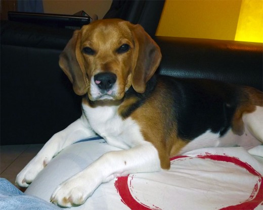 Este es Leo con cara de interesante, jejeje. Este es Leo con cara de interesante, jejeje.